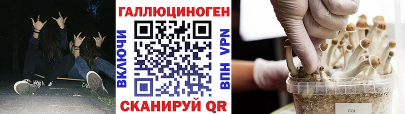 Галлюциногенные грибы Psilocybine cubensis  Нытва 